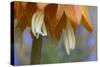 Close Up of Fritillaria Imperialis-Richard Bryant-Stretched Canvas