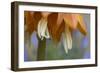 Close Up of Fritillaria Imperialis-Richard Bryant-Framed Photographic Print