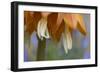 Close Up of Fritillaria Imperialis-Richard Bryant-Framed Photographic Print