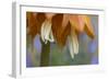 Close Up of Fritillaria Imperialis-Richard Bryant-Framed Photographic Print