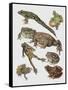 Close-Up of Frogs-null-Framed Stretched Canvas