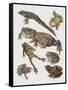 Close-Up of Frogs-null-Framed Stretched Canvas