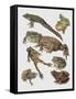 Close-Up of Frogs-null-Framed Stretched Canvas