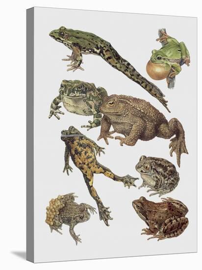 Close-Up of Frogs-null-Stretched Canvas