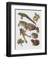 Close-Up of Frogs-null-Framed Premium Giclee Print