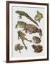 Close-Up of Frogs-null-Framed Giclee Print