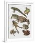 Close-Up of Frogs-null-Framed Giclee Print