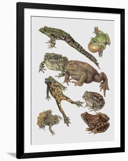 Close-Up of Frogs-null-Framed Giclee Print