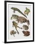 Close-Up of Frogs-null-Framed Giclee Print