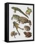 Close-Up of Frogs-null-Framed Stretched Canvas
