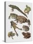 Close-Up of Frogs-null-Stretched Canvas