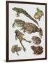 Close-Up of Frogs-null-Framed Premium Giclee Print