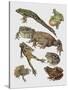 Close-Up of Frogs-null-Stretched Canvas