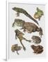 Close-Up of Frogs-null-Framed Giclee Print