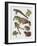 Close-Up of Frogs-null-Framed Giclee Print