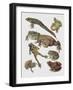 Close-Up of Frogs-null-Framed Giclee Print