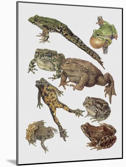 Close-Up of Frogs-null-Mounted Giclee Print