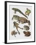 Close-Up of Frogs-null-Framed Giclee Print