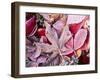 Close-up of frosted autumn leaves on the ground.-Stuart Westmorland-Framed Premium Photographic Print