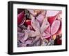Close-up of frosted autumn leaves on the ground.-Stuart Westmorland-Framed Premium Photographic Print