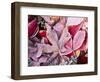 Close-up of frosted autumn leaves on the ground.-Stuart Westmorland-Framed Photographic Print