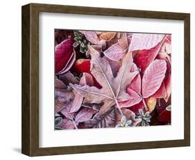 Close-up of frosted autumn leaves on the ground.-Stuart Westmorland-Framed Photographic Print