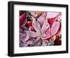 Close-up of frosted autumn leaves on the ground.-Stuart Westmorland-Framed Photographic Print