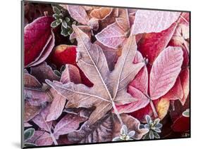 Close-up of frosted autumn leaves on the ground.-Stuart Westmorland-Mounted Photographic Print