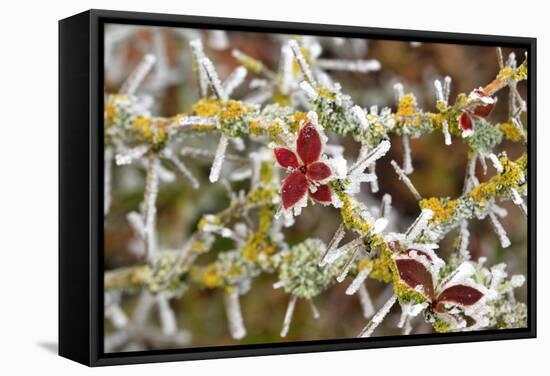 Close-Up of Frosted Cotoneaster Plant, Oregon, USA-Jaynes Gallery-Framed Stretched Canvas