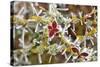 Close-Up of Frosted Cotoneaster Plant, Oregon, USA-Jaynes Gallery-Stretched Canvas