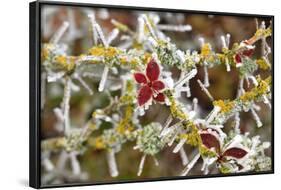 Close-Up of Frosted Cotoneaster Plant, Oregon, USA-Jaynes Gallery-Framed Photographic Print