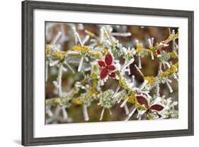 Close-Up of Frosted Cotoneaster Plant, Oregon, USA-Jaynes Gallery-Framed Photographic Print