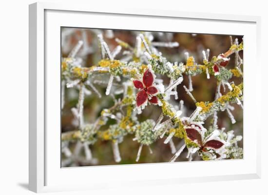 Close-Up of Frosted Cotoneaster Plant, Oregon, USA-Jaynes Gallery-Framed Photographic Print