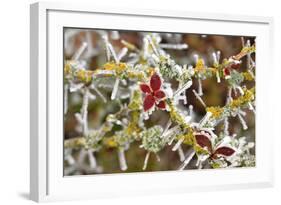 Close-Up of Frosted Cotoneaster Plant, Oregon, USA-Jaynes Gallery-Framed Photographic Print