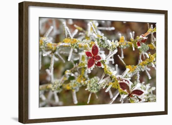 Close-Up of Frosted Cotoneaster Plant, Oregon, USA-Jaynes Gallery-Framed Photographic Print