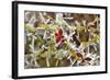 Close-Up of Frosted Cotoneaster Plant, Oregon, USA-Jaynes Gallery-Framed Photographic Print