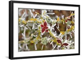 Close-Up of Frosted Cotoneaster Plant, Oregon, USA-Jaynes Gallery-Framed Photographic Print