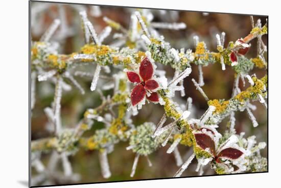 Close-Up of Frosted Cotoneaster Plant, Oregon, USA-Jaynes Gallery-Mounted Photographic Print