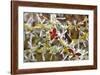 Close-Up of Frosted Cotoneaster Plant, Oregon, USA-Jaynes Gallery-Framed Photographic Print