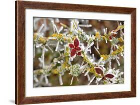 Close-Up of Frosted Cotoneaster Plant, Oregon, USA-Jaynes Gallery-Framed Photographic Print