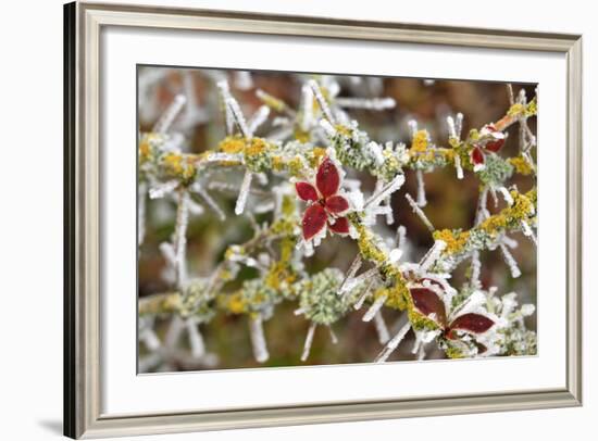 Close-Up of Frosted Cotoneaster Plant, Oregon, USA-Jaynes Gallery-Framed Photographic Print