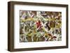 Close-Up of Frosted Cotoneaster Plant, Oregon, USA-Jaynes Gallery-Framed Photographic Print