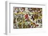 Close-Up of Frosted Cotoneaster Plant, Oregon, USA-Jaynes Gallery-Framed Photographic Print