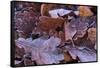 Close-up of frosty leaves from different trees-Paivi Vikstrom-Framed Stretched Canvas