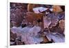 Close-up of frosty leaves from different trees-Paivi Vikstrom-Framed Photographic Print