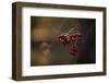 Close-up of frozen rowan berries in sunlight backlit, dark blur background-Paivi Vikstrom-Framed Photographic Print