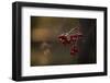 Close-up of frozen rowan berries in sunlight backlit, dark blur background-Paivi Vikstrom-Framed Photographic Print