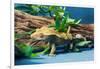 Close-up of Gecko lizard-null-Framed Photographic Print