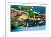 Close-up of Gecko lizard-null-Framed Photographic Print