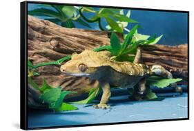 Close-up of Gecko lizard-null-Framed Stretched Canvas